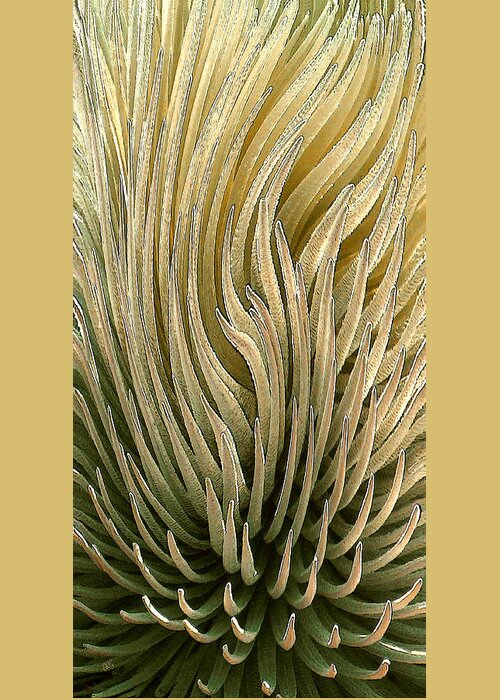 Succulent Greeting Card featuring the photograph Desert Green by Ben and Raisa Gertsberg