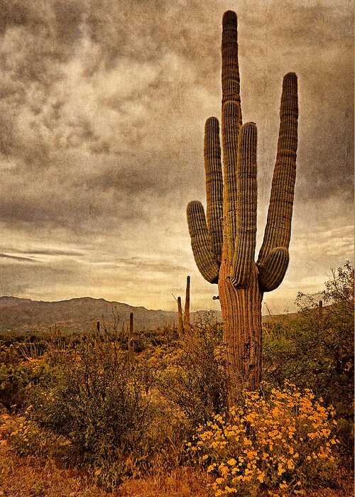 Cactus Greeting Card featuring the photograph Desert Sentinels by Leda Robertson