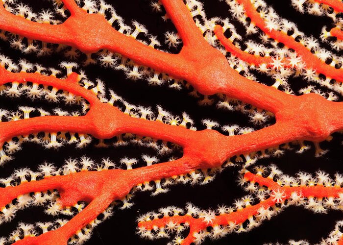 Underwater Greeting Card featuring the photograph Detail Of Gorgonian Sea Fan Beauty by Ifish