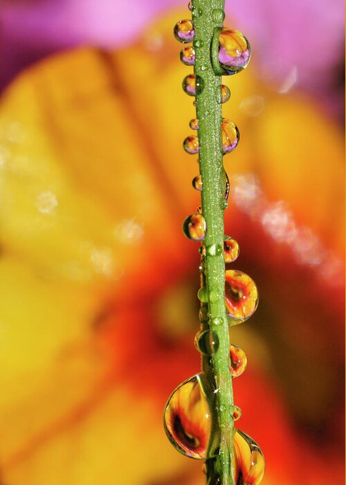 Macro Greeting Card featuring the photograph Dew Droplet Fractals by Arthur Fix