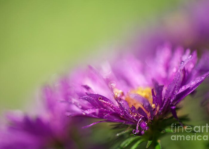 Aster Greeting Card featuring the photograph Dewy Purple Asters by Lois Bryan