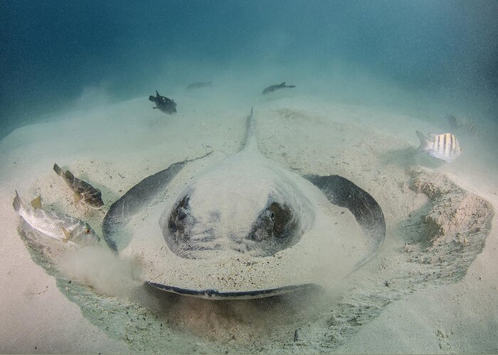 Pete Oxford Greeting Card featuring the photograph Diamond Stingray Digging In Sand by Pete Oxford