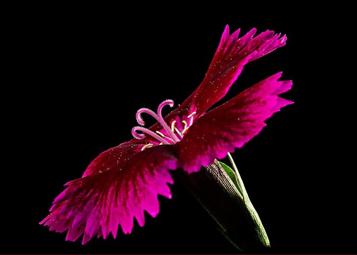 Blossom Greeting Card featuring the photograph Dianthus by Mary Jo Allen