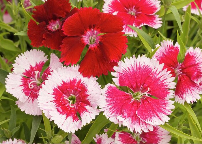 Dianthus Greeting Card featuring the photograph Dianthus 'summer Splash' Flowers by Ann Pickford