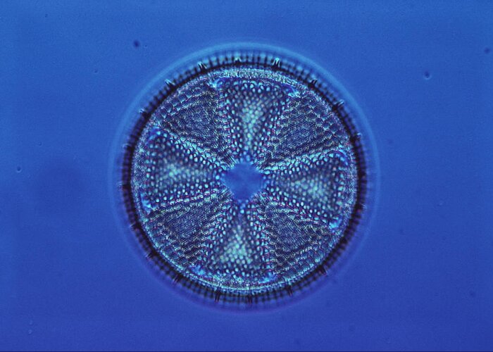 Algae Greeting Card featuring the photograph Diatom by E.r. Degginger