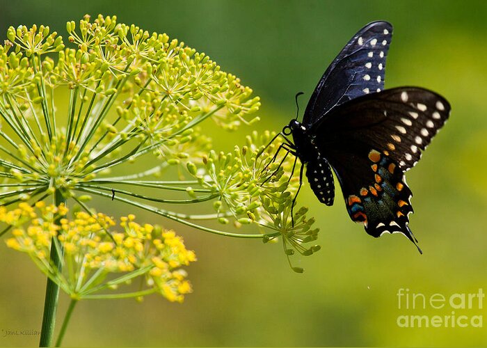 Butterfly Greeting Card featuring the photograph Dill and the Butterfly by Jan Killian