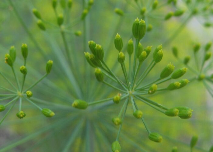 Dill Greeting Card featuring the photograph Dilly by Tracy Male