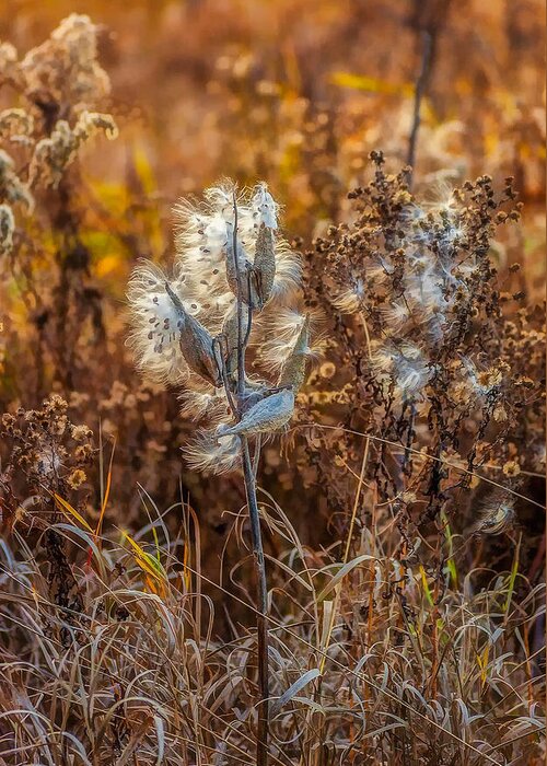 Weeds Greeting Card featuring the photograph Ditch Beauty by Steve Harrington