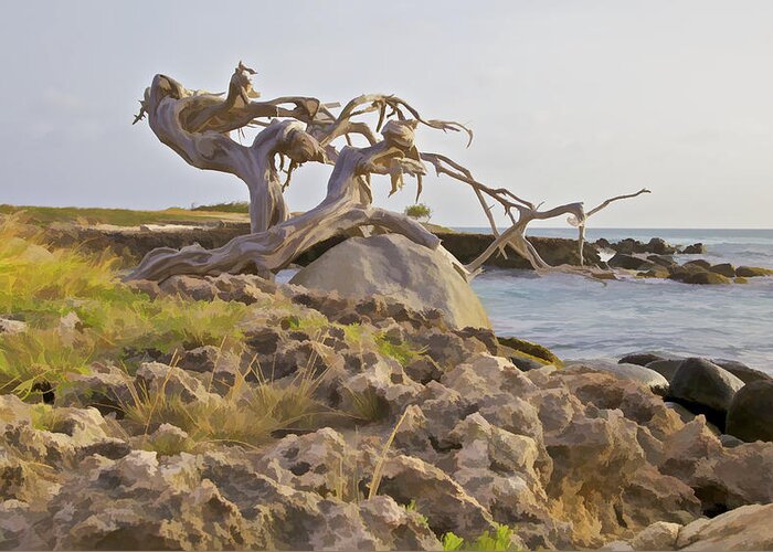 Aruba Greeting Card featuring the photograph Divi Divi Tree on the Coastline of Aruba by David Letts