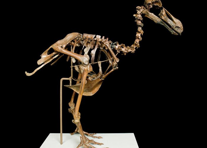 Anatomy Greeting Card featuring the photograph Dodo Skeleton by Natural History Museum, London