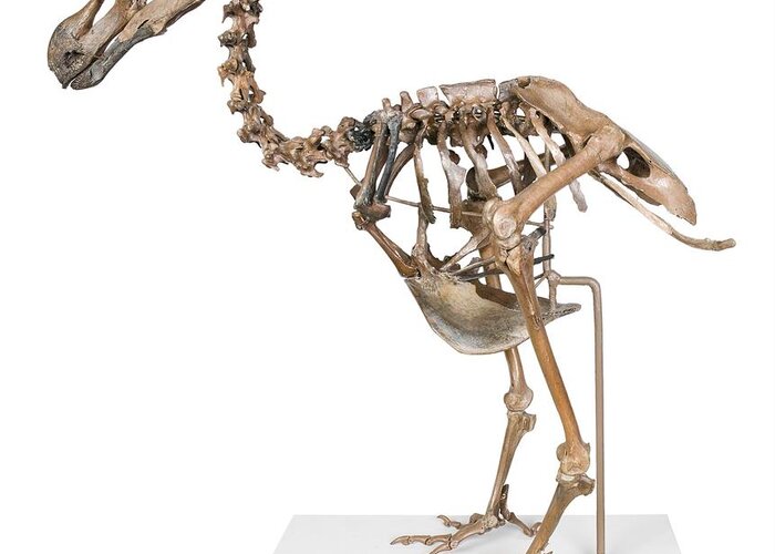 Anatomy Greeting Card featuring the photograph Dodo skeleton by Science Photo Library