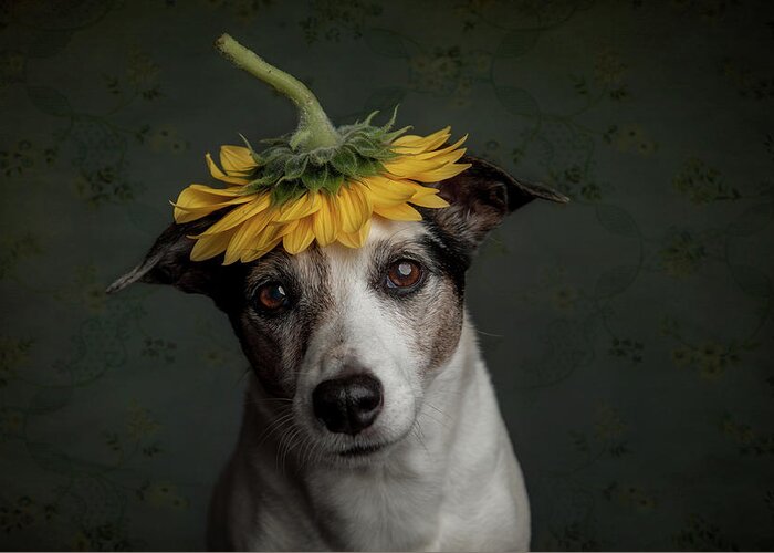 Dogs Greeting Card featuring the photograph Does She Realize She Looks Like A Sunflower.... by Heike Willers