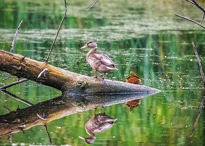 Reflection Greeting Card featuring the photograph Does This Make My Tail Look Big by Paul Freidlund