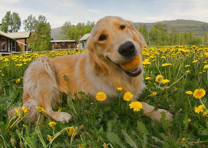 Puppy Greeting Card featuring the photograph Dog Ball and Dandelions by Allan Van Gasbeck