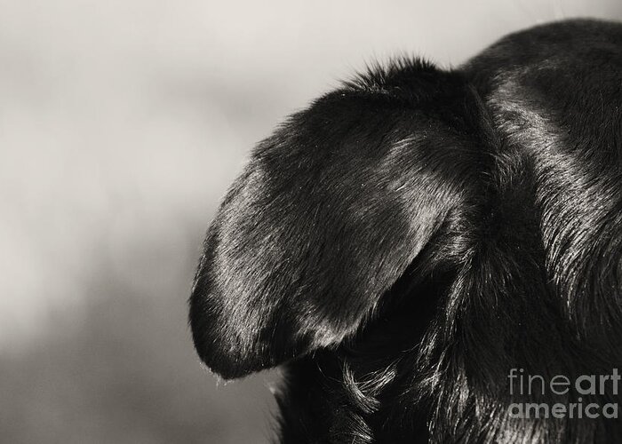 Ear Greeting Card featuring the photograph Dog Eared by Cassandra Buckley