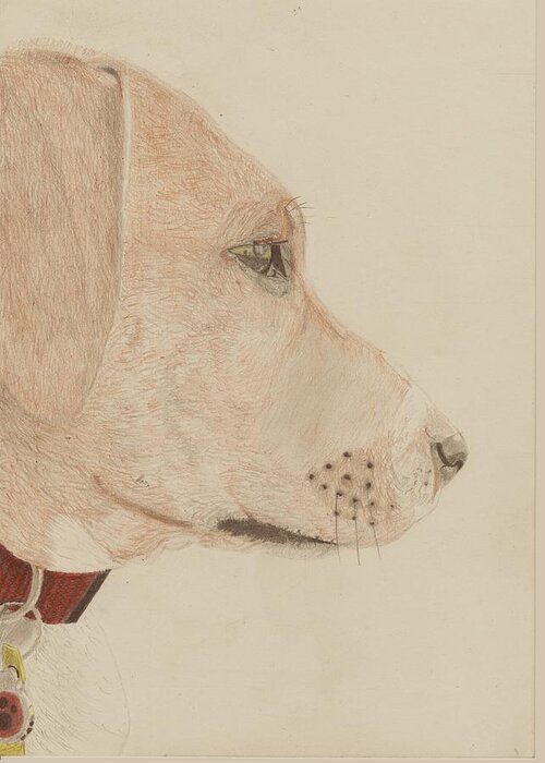 Dog Greeting Card featuring the drawing Dog in profile by David Smith