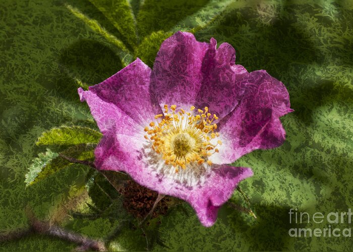 Dog Rose Greeting Card featuring the photograph Dog Rose Textured by Steve Purnell