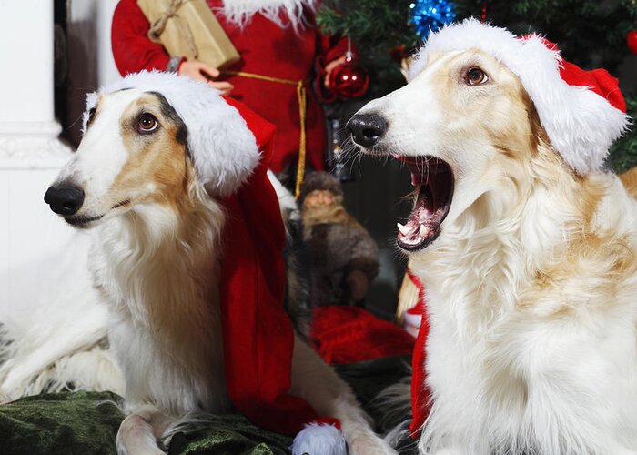 Dogs Greeting Card featuring the photograph dogs Borzoi puppies and Christmas greetings by Christian Lagereek