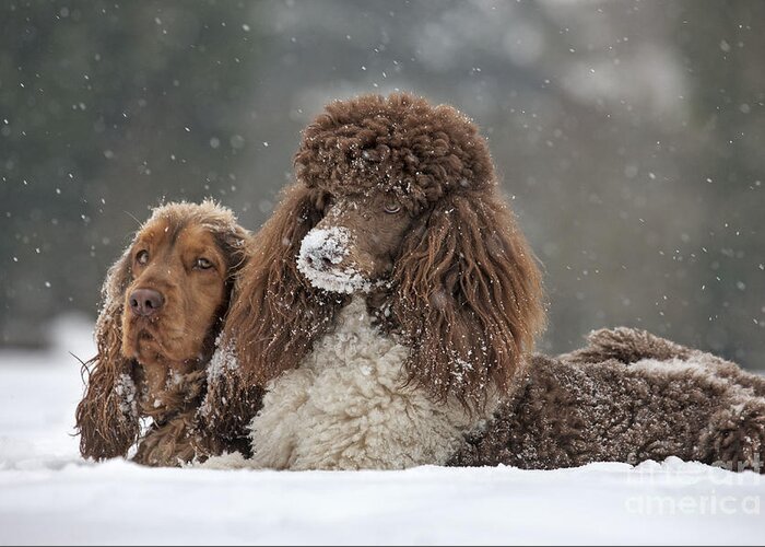 Dog Greeting Card featuring the photograph Dogs In Snow by Johan De Meester