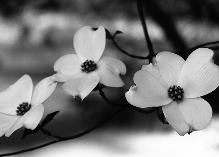 Dogwood Greeting Card featuring the photograph Dogwood Black and White by Andrea Anderegg