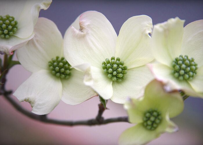 Dogwood Greeting Card featuring the photograph Dogwood by CarolLMiller Photography