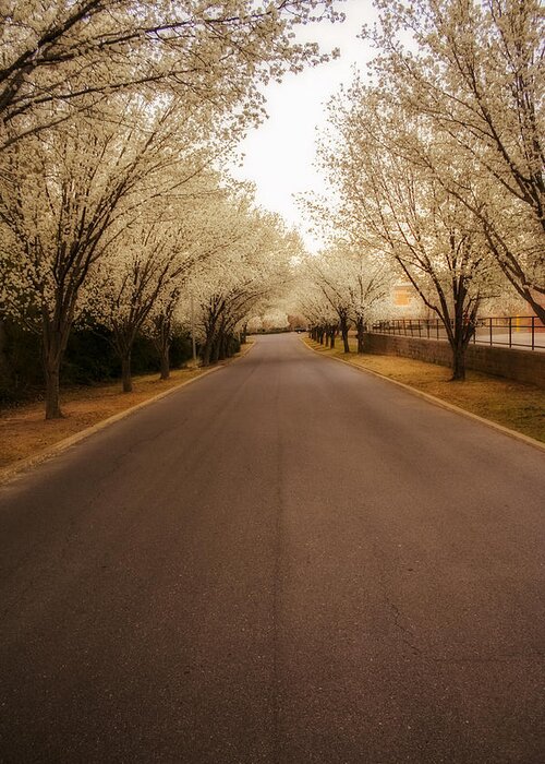 Trees Greeting Card featuring the photograph Dogwood Lane by Eugene Campbell
