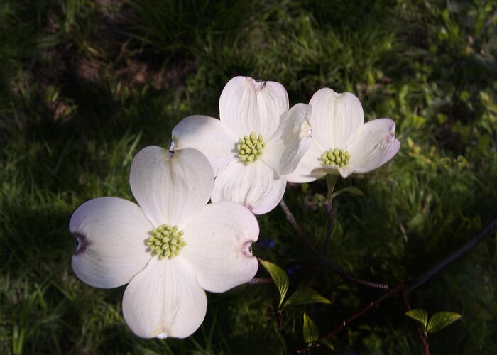 Dogwood Greeting Card featuring the photograph Dogwood by Phyllis Taylor