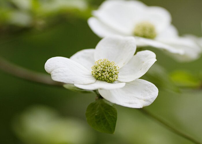 Dogwood Greeting Card featuring the photograph Dogwoods by Rebecca Cozart