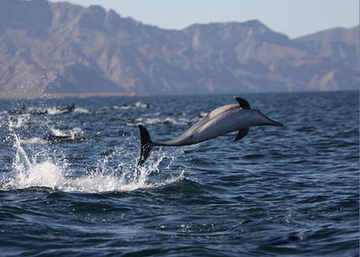 Seascape Art Greeting Card featuring the photograph Dolphin Dance by Kandy Hurley