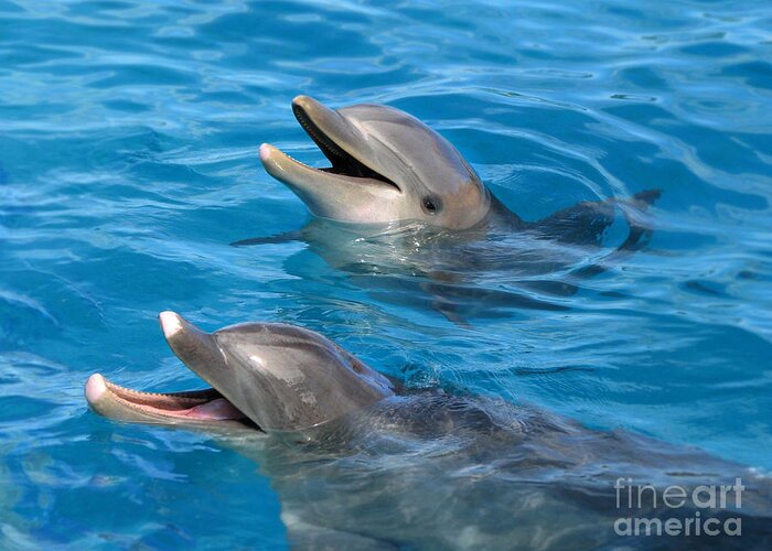 Dolphins Greeting Card featuring the photograph Dolphins by Kristine Widney