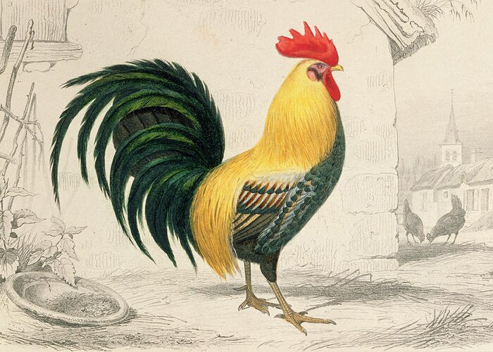Le Coq Domestique Greeting Card featuring the painting Domestic Cock by Edouard Travies