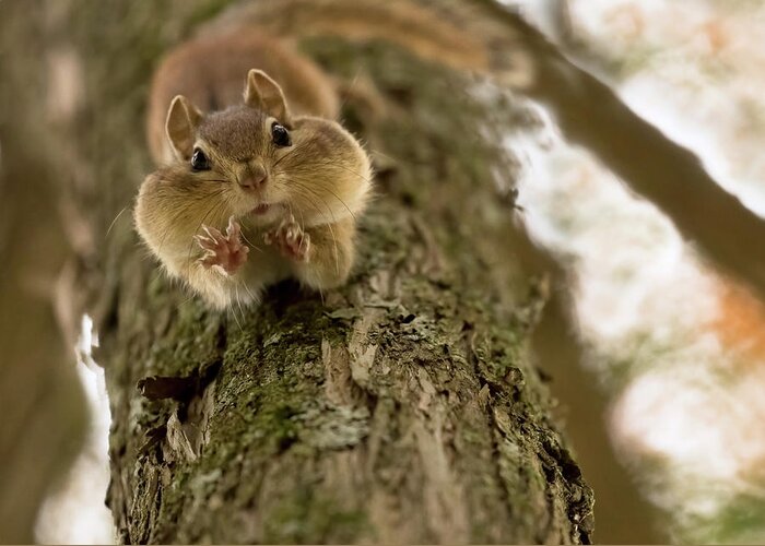 Nuts Greeting Card featuring the photograph Don't You Even Try To Grab My Nuts! by Lucie Gagnon