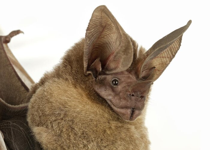 Feb0514 Greeting Card featuring the photograph Dorbignys Round-eared Bat Suriname by Piotr Naskrecki