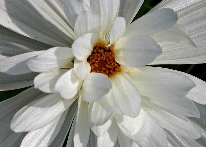Marcia Lee Jones Greeting Card featuring the photograph Double Daisy by Marcia Lee Jones