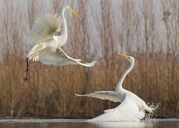 Egret Greeting Card featuring the photograph Double Dance - 2 by Cheng Chang