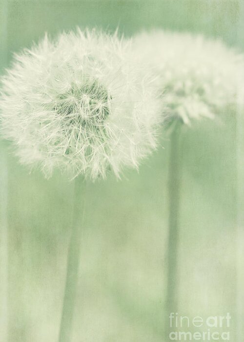 Dandelion Greeting Card featuring the photograph Double Dandy by Pam Holdsworth