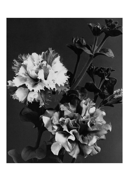 Flowers Greeting Card featuring the photograph Double Petunias by J. Horace McFarland