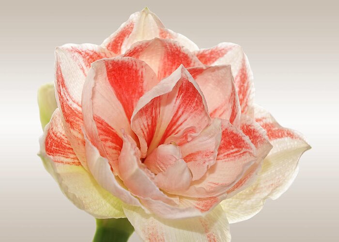 Pink Amaryllis Greeting Card featuring the photograph Double Pink Amaryllis by Gill Billington