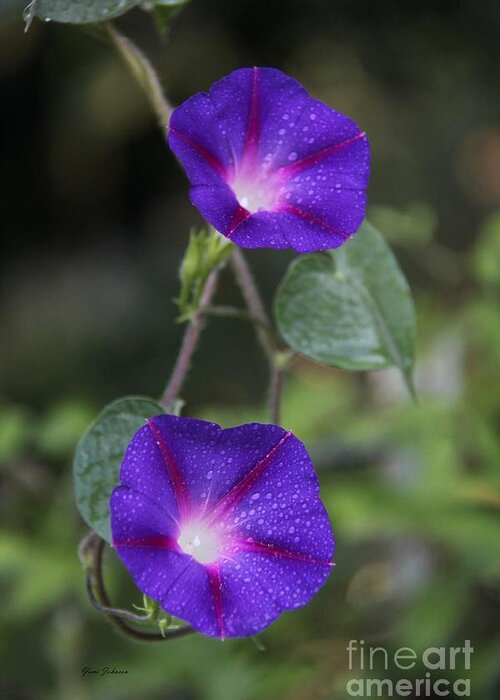 Morning Glory Greeting Card featuring the photograph Double Purples by Yumi Johnson
