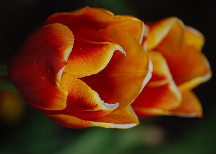Tulip Greeting Card featuring the photograph Double Vision by Kathy Paynter