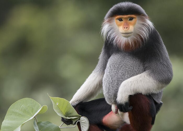 Cyril Ruoso Greeting Card featuring the photograph Douc Langur Male Vietnam by Cyril Ruoso