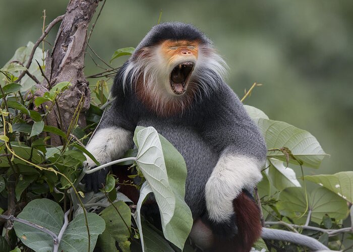 Cyril Ruoso Greeting Card featuring the photograph Douc Langur Male Yawning Vietnam by Cyril Ruoso