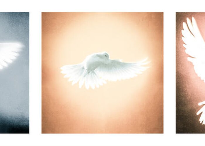 Beautiful Greeting Card featuring the photograph Dove In Flight Triptych by YoPedro