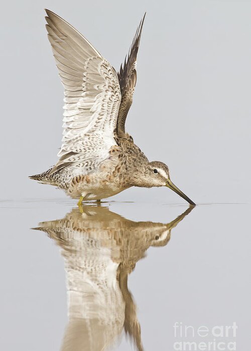 Dowitcher Greeting Card featuring the photograph Dowitcher wing stretch by Bryan Keil