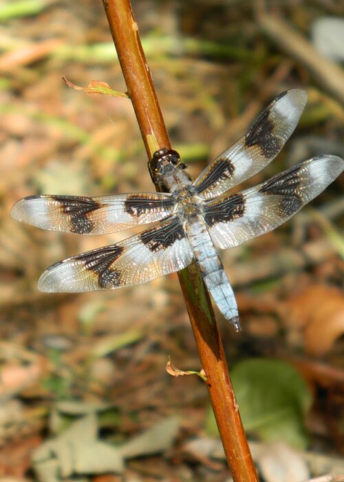 Dragon Greeting Card featuring the photograph Dragon Fly Branch II by Nicki Bennett