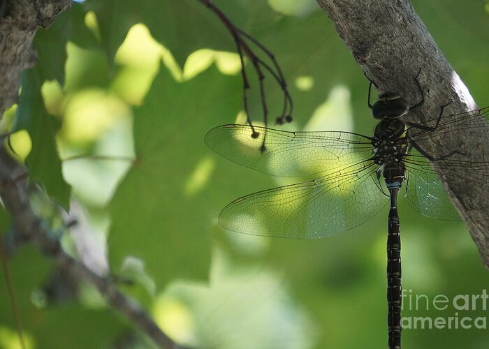 Dragonfly Greeting Card featuring the photograph Dragonfly by Zori Minkova