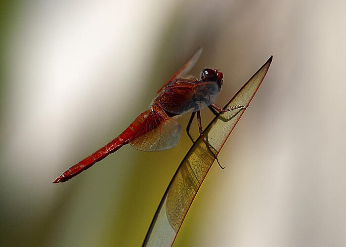 Dragonfly Greeting Card featuring the photograph Dragonacious by Joe Schofield