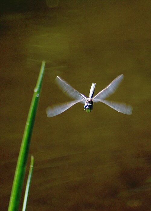 Dragonflies Greeting Card featuring the photograph Dragonflight by Ben Upham III