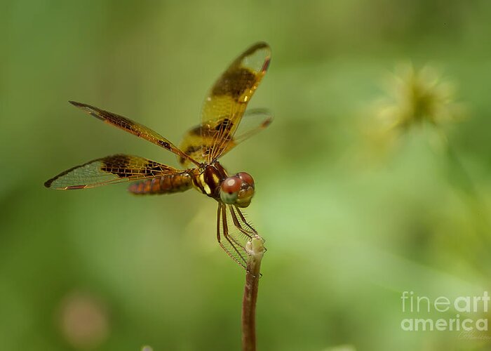 Dragonfly Greeting Card featuring the photograph Dragonfly 2 by Olga Hamilton