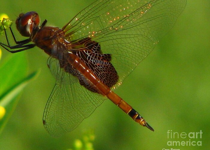 Art For The Wall...patzer Photographydragonfly Greeting Card featuring the photograph Dragonfly Art 2 by Greg Patzer